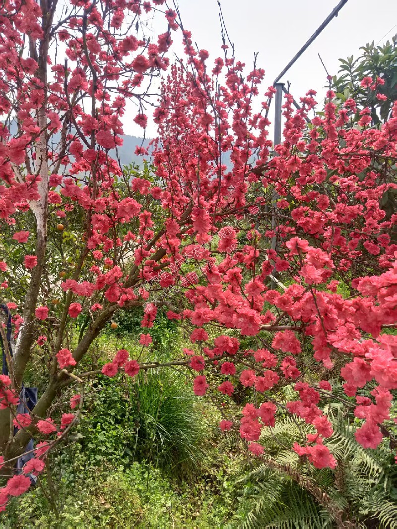 微信图片_20250610162031.jpg