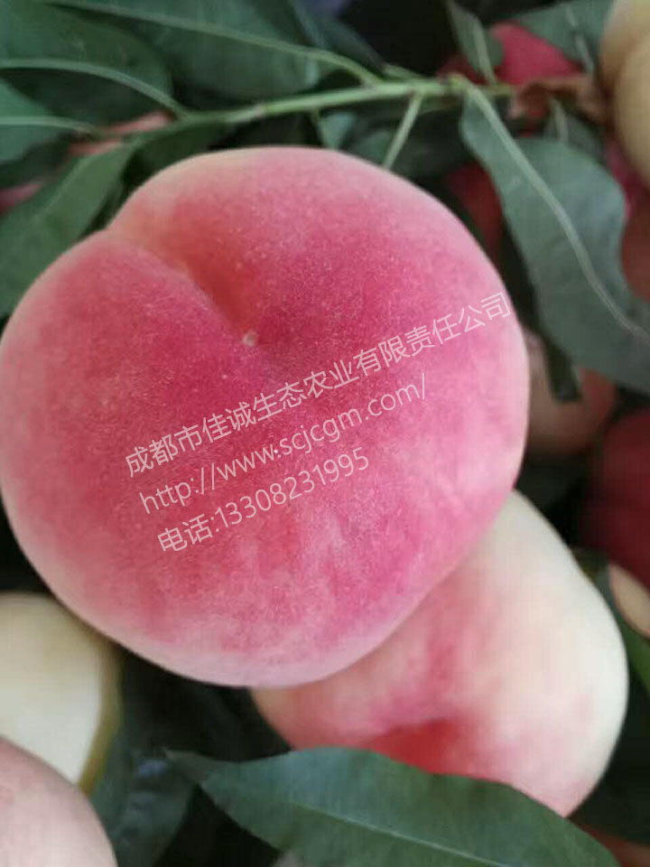 1942357680 拷贝.jpg