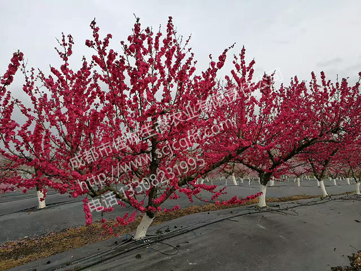 mmexport1495297304781 拷贝.jpg