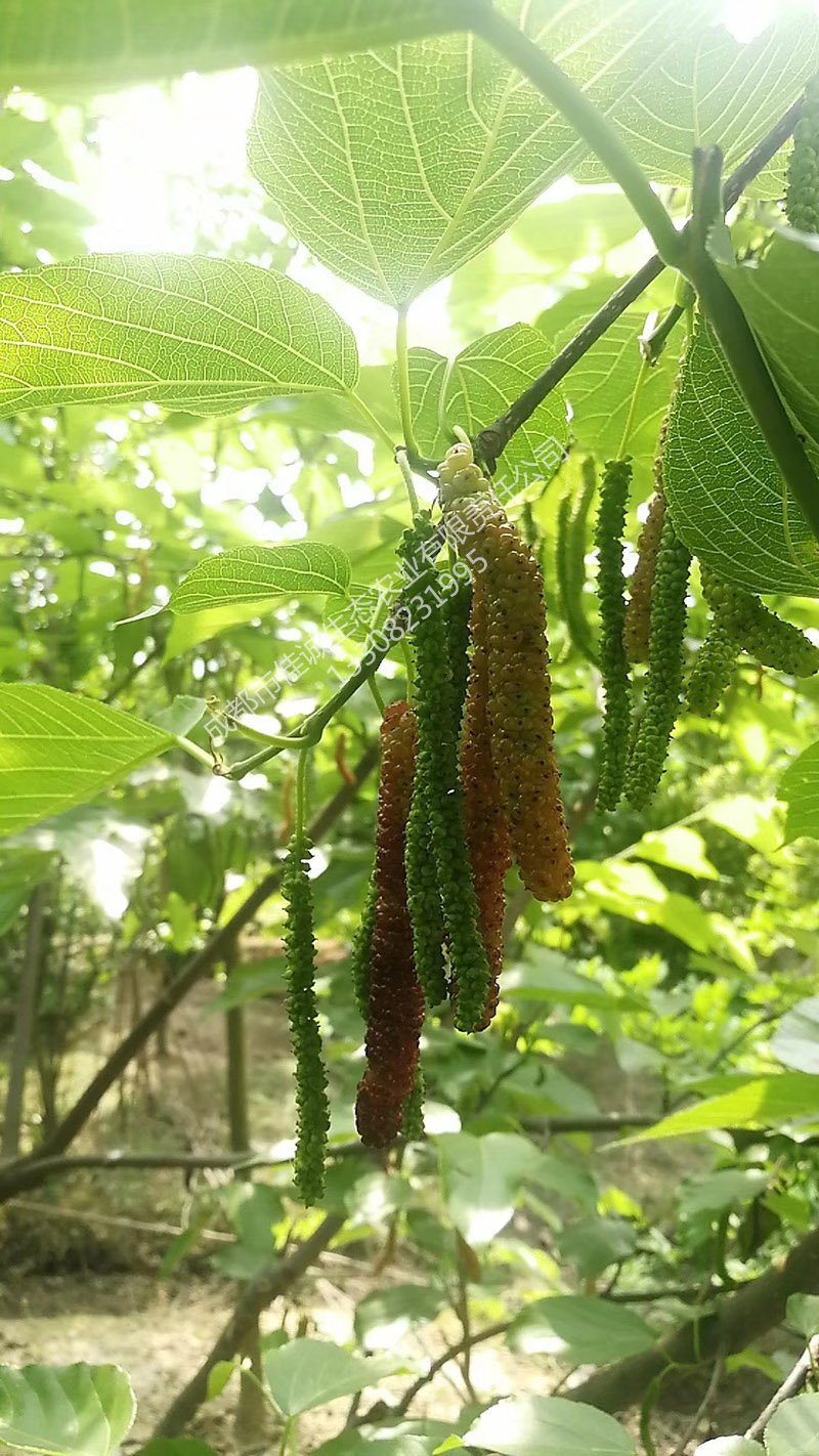 微信图片_20190701161540 副本.jpg